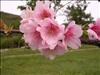 Jardin Botanico (31)
